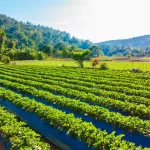 Top Crops, Fertilizers & Seasonal Tips for Farmers in Uttar Pradesh – A Complete Guide