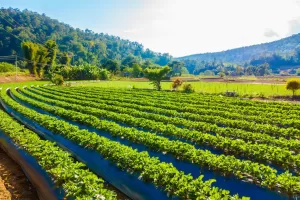 Top Crops, Fertilizers & Seasonal Tips for Farmers in Uttar Pradesh – A Complete Guide