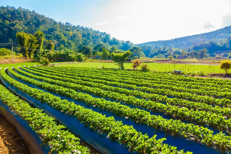 Top Crops, Fertilizers & Seasonal Tips for Farmers in Uttar Pradesh – A Complete Guide
