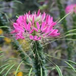 Spider Flowers – A Complete Guide to Growing Cleome in Your Garden