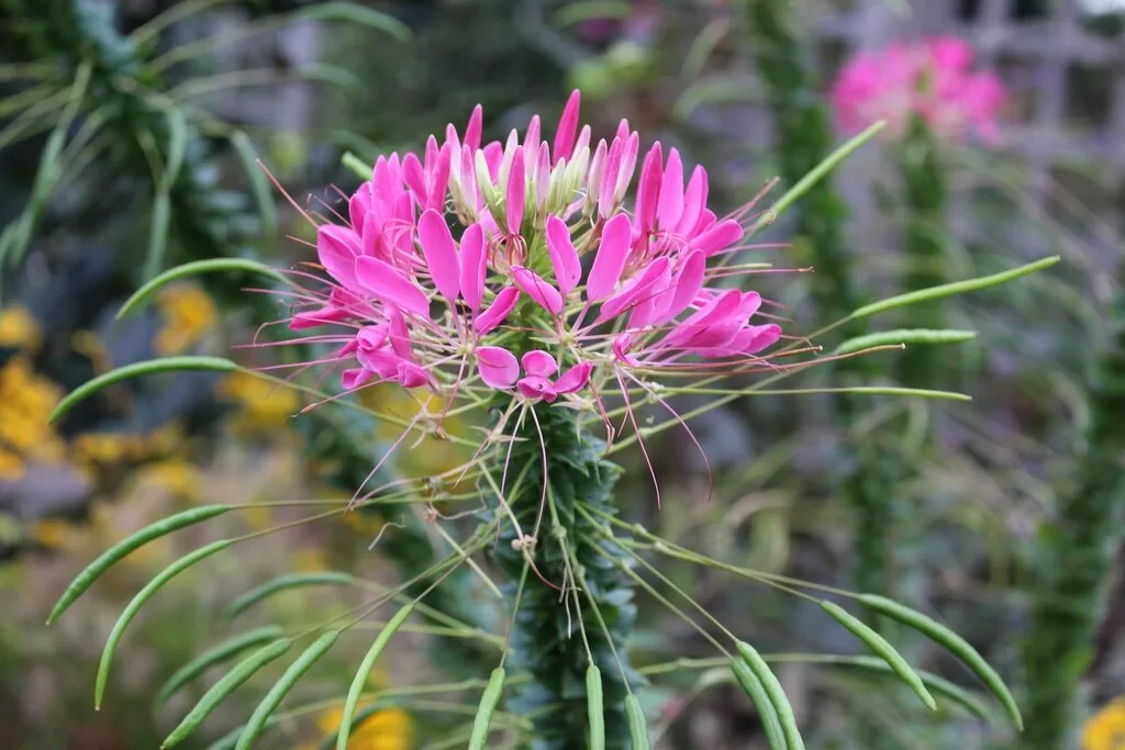 Spider Flowers