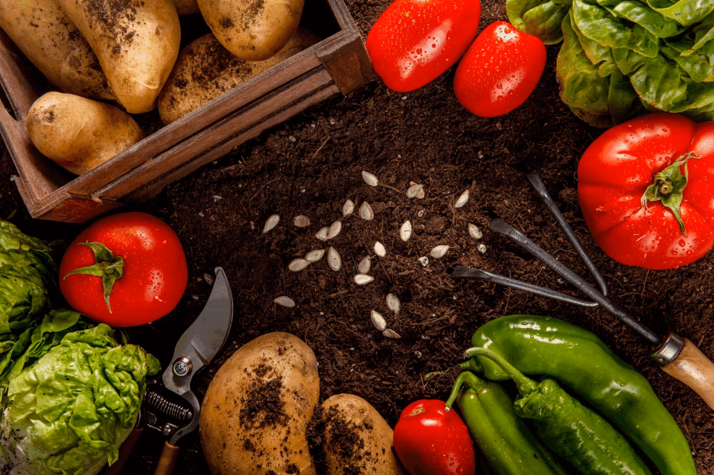 Best Vegetable Seeds for Gardening – Hybrid & Organic Seeds of Vegetables 1 Best Vegetable Seeds for Gardening – Hybrid & Organic Seeds of Vegetables Agzora