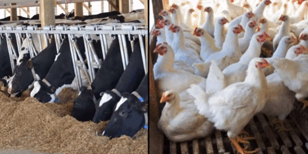 Profitable Farming in India: Top Ventures for Maximum Returns 5 Profitable Farming in India: Top Ventures for Maximum Returns Agzora