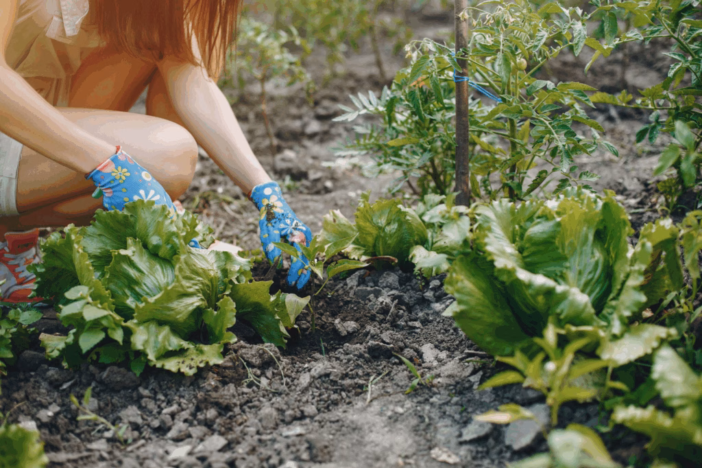 Vegetable Gardening: Growing Tomatoes in Small Spaces