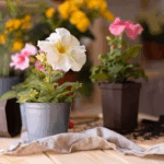 Home 8 Seasonal Flowering Plants for Home | Year-Round Garden Ideas