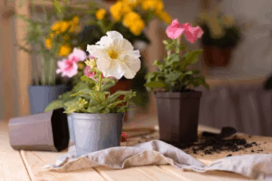 Home 25 Seasonal Flowering Plants for Home | Year-Round Garden Ideas
