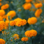 Home 7 Best Marigold Seeds for Home Garden | Easy Growing Guide