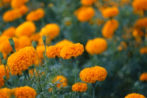 Home 24 Best Marigold Seeds for Home Garden | Easy Growing Guide