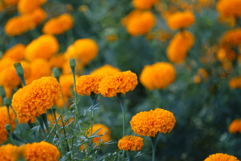 Home 1 Best Marigold Seeds for Home Garden | Easy Growing Guide